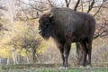 Big European bison (Bison bonasus)