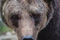 Big european brown bear ursidae, ursus arctos with expressive sad eyes, extremely close-up