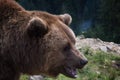 Big european brown bear ursidae, ursus arctos with expressive sad eyes on the forest background