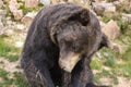 Big european brown bear ursidae, ursus arctos with expressive sad eyes on the forest background