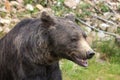 Big european brown bear ursidae, ursus arctos with expressive sad eyes on the forest background