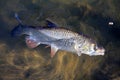 Big European Chub (Squalius cephalus) Royalty Free Stock Photo