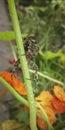 big european garden spider sits on the stem, close-up macro, Araneus diadematus