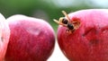 Big european hornet eating ripe sweet tasty apple. Wasp feeding with fruit. Insect spoiling harvest