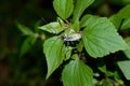 Big exotic capricorn beetle Royalty Free Stock Photo