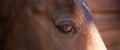 Big eye of brown mare. Muzzle of horse, close up. High quality photo Royalty Free Stock Photo