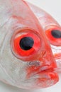 Big eye fish Royalty Free Stock Photo