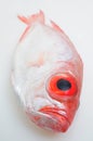 Big eye fish Royalty Free Stock Photo