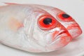Big eye fish Royalty Free Stock Photo