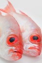 Big eye fish Royalty Free Stock Photo