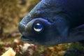 Big eye fish Royalty Free Stock Photo