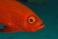Big eye fish (Priacanthus hamrur) - Thailand