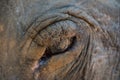 Big eye of old asian jungle elephant, thick skin in Thailand Royalty Free Stock Photo