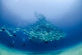 Big eye Trevally Jack, Forming a school, with a diver Royalty Free Stock Photo