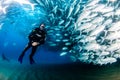 Big eye Trevally Jack, Forming a school, with a diver Royalty Free Stock Photo