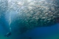 Big eye Trevally Jack, Forming a school, with a diver Royalty Free Stock Photo