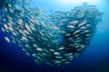 Big eye Trevally Jack, Forming a school, no people Royalty Free Stock Photo