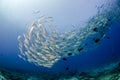 Big eye Trevally Jack, Forming a school, no people Royalty Free Stock Photo