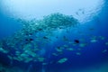 Big eye Trevally Jack, Forming a school, no people Royalty Free Stock Photo