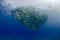 Big eye Trevally Jack, Forming a school, no people Royalty Free Stock Photo