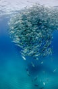 Big eye Trevally Jack, Forming a school, no people Royalty Free Stock Photo