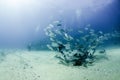 Big eye Trevally Jack, Forming a school, no people Royalty Free Stock Photo