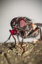 Big eyed fly with balloon Royalty Free Stock Photo