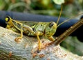 Big eyed, green and gold grasshopper on a stick