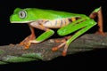 big eyed green tree frog tropical jungle amphibian Royalty Free Stock Photo