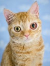 Big-eyed kittie Royalty Free Stock Photo