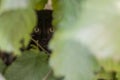 Big eyed little cat looking at you Royalty Free Stock Photo