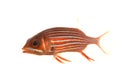 Big-eyed Soldierfish Royalty Free Stock Photo