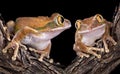 Big-eyed tree frog love Royalty Free Stock Photo