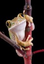 Big-eyed tree frog stare Royalty Free Stock Photo