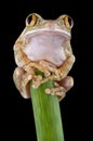 Big-eyed tree frog on stem