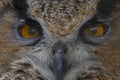 The big eyes. ( Bubo bubo). Eagle Owl Royalty Free Stock Photo