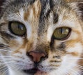 Big eyes cat pictures, great stray cats, cat eyes the most beautiful.listened cats, the most beautiful cat eyes, pet cat pictures, Royalty Free Stock Photo