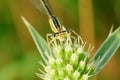 Big eyes damselfly sitting on bloom of thistle Royalty Free Stock Photo