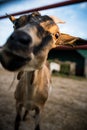 Funny expressive goat closeup portrait Royalty Free Stock Photo