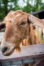 Funny expressive goat closeup portrait Royalty Free Stock Photo