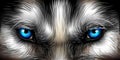 Big eyes. Siberian Husky bright blue eyes close up Royalty Free Stock Photo