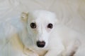 Big eyes of a small white dog on a white background Royalty Free Stock Photo