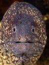 Big-faced fish camouflaged in Maldives, strangely looking at the lens Royalty Free Stock Photo