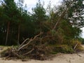 Big Fallen Tree after hurricane.