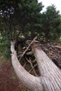 Big fallen tree in the nature Royalty Free Stock Photo