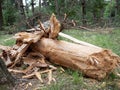 Fallen Tree In The Park After A Storm Hurricane Damage Royalty Free Stock Photo