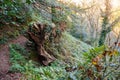 Big fallen tree root covered with ivy and moss