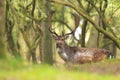 Big Fallow deer stag with large antlers walking in a forest Royalty Free Stock Photo