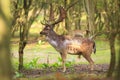 Big Fallow deer stag with large antlers walking in a forest Royalty Free Stock Photo