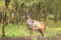 Big Fallow deer stag with large antlers walking in a forest Royalty Free Stock Photo